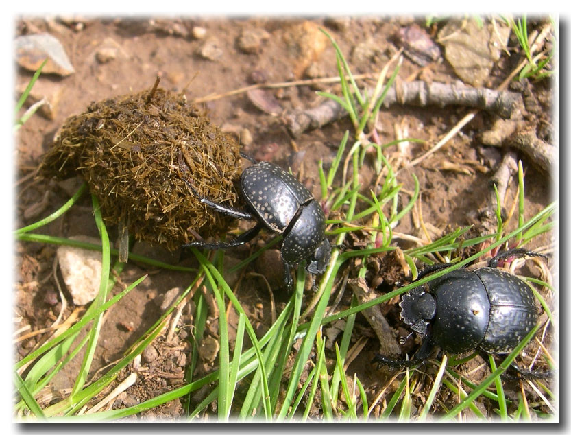 Scarabaeus variolosus